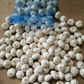 Good Quality of Fresh White Garlic From Jinxiang